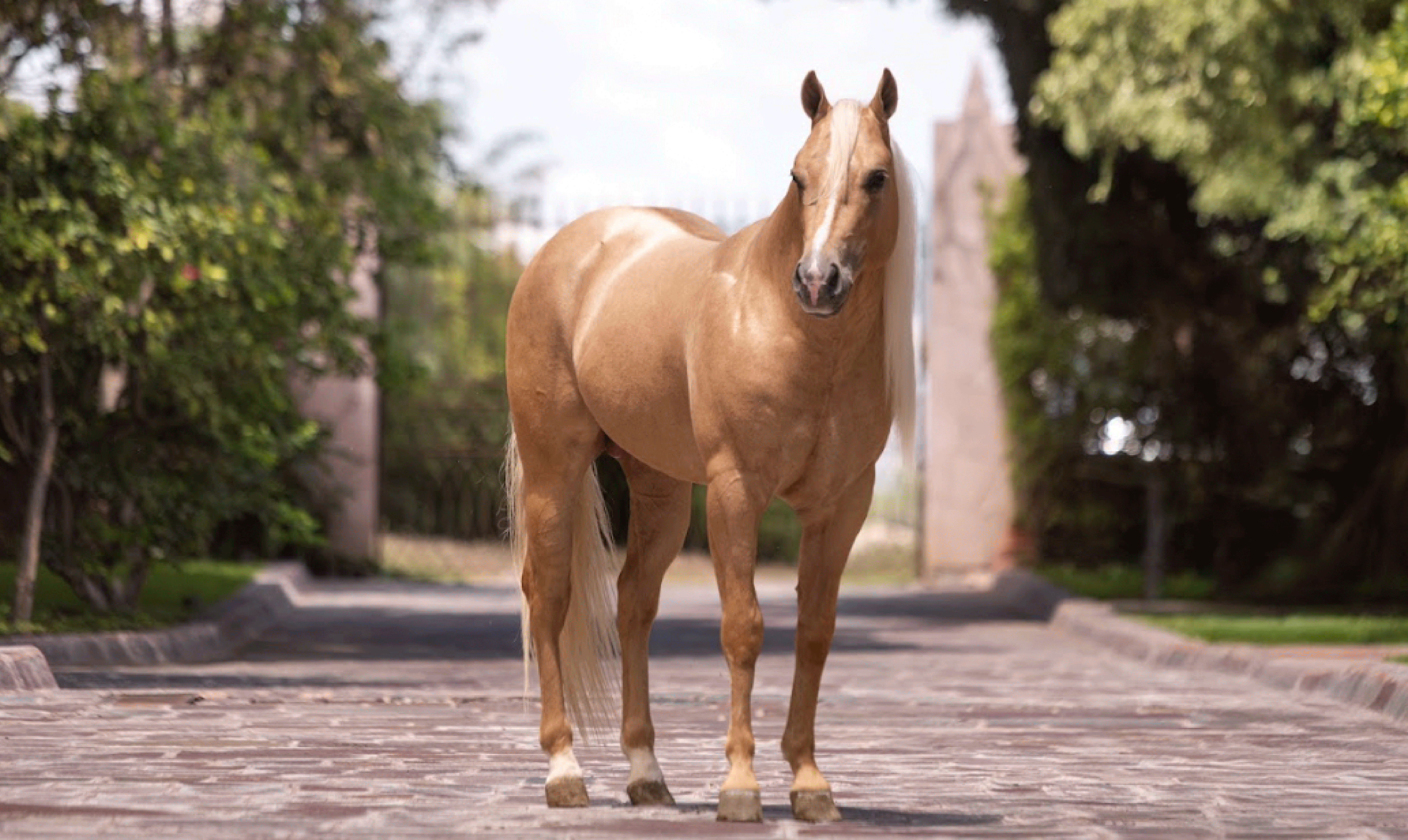 SHINERS WIZARD (KING)