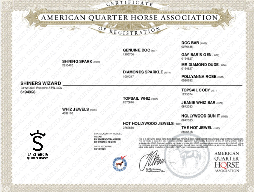 SHINERS WIZARD (KING)